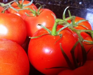 Tomatoes for Tomato Sauce